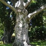 Ginkgo biloba MAIDENHAIR TREE.jpg