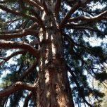 Sequoiadendron giganteum CALIFORNIAN REDWOOD.jpg
